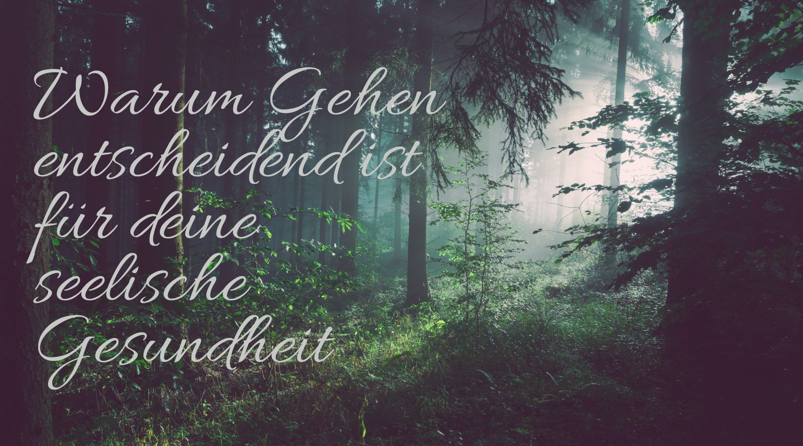 Bäume Wald Gehen Gesundheit