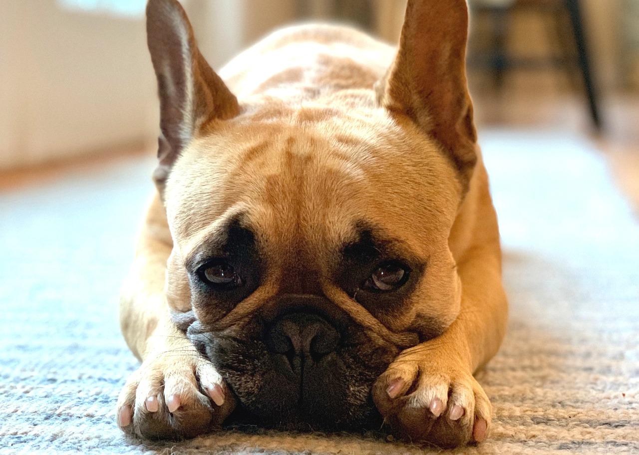 dog-4450412_1280.jpg