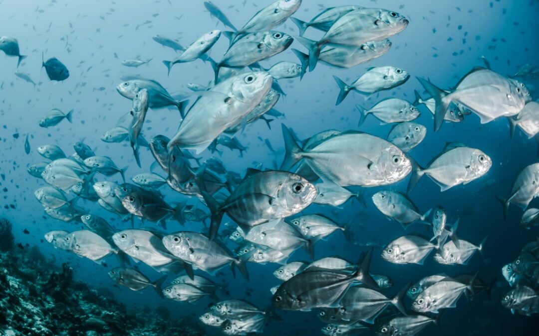 Netzwerken ist für mich wie ein Fisch im Wasser zu schwimmen – Wie ist das für dich?